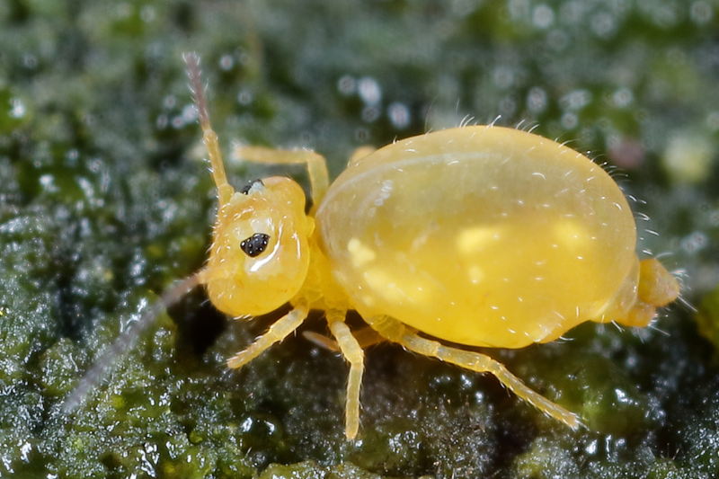 Heterosminthurus insignis ♀