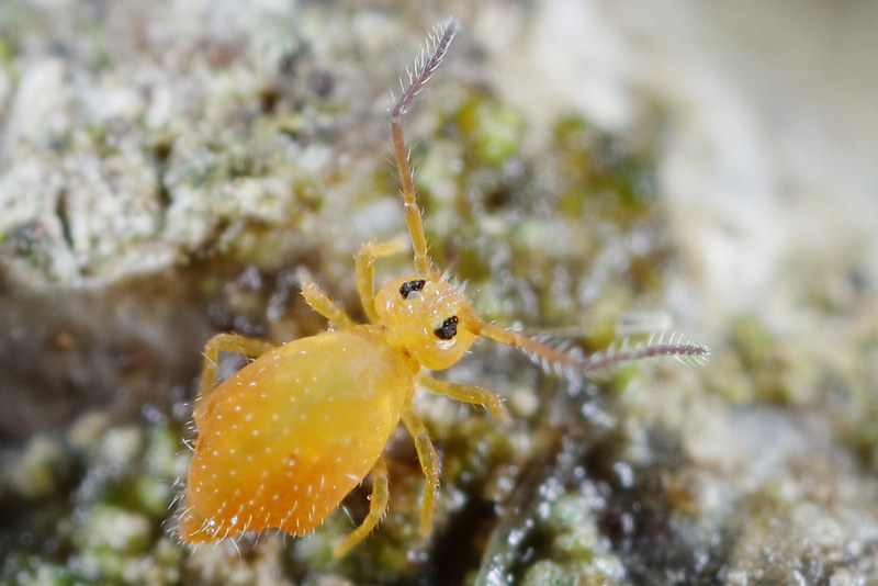 Heterosminthurus insignis ♂