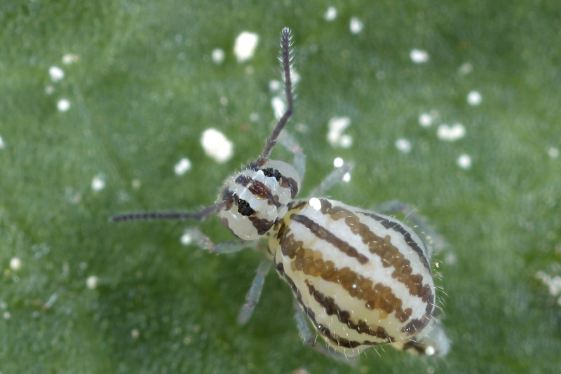 Heterosminthurus novemlineatus