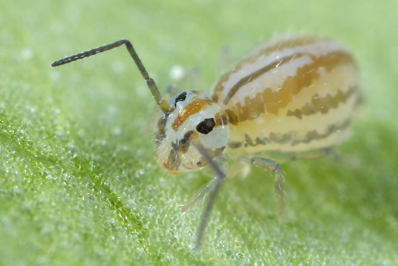 Heterosminthurus novemlineatus