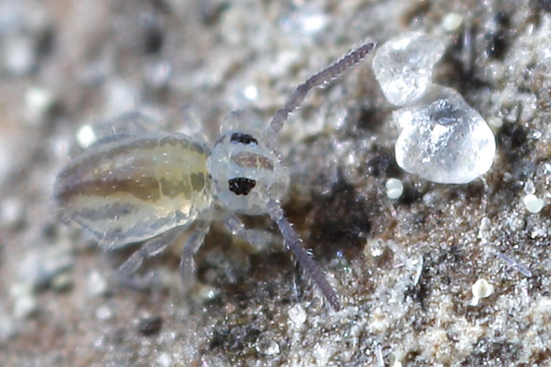 Heterosminthurus novemlineatus juveniel