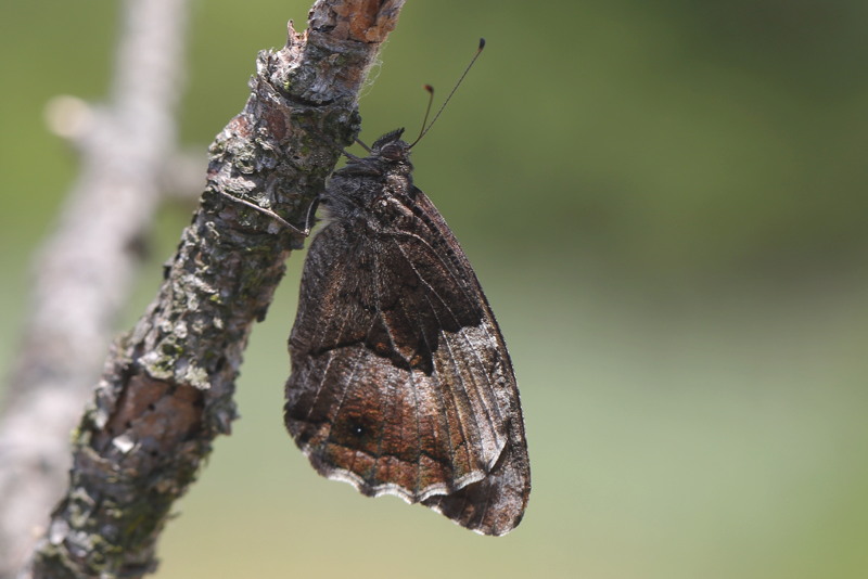 Kleine boswachter, Hipparchia hermione (SK)