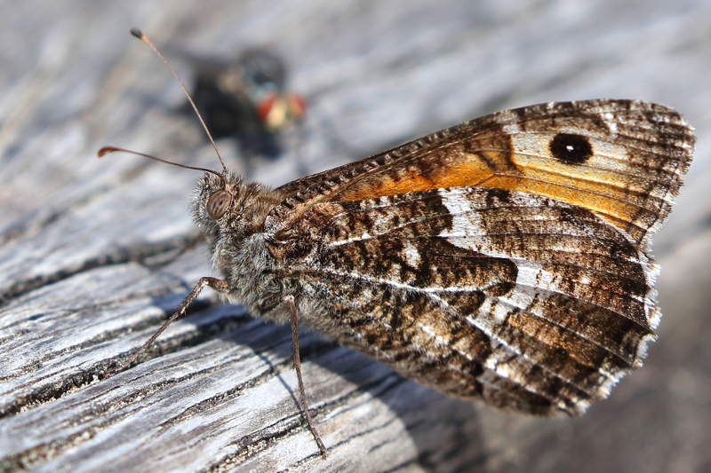 Heivlinder, Hipparchia semele (NL)