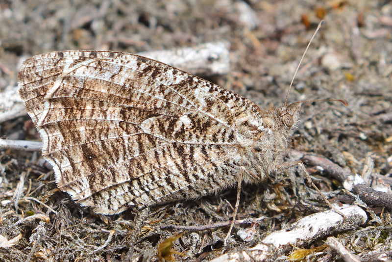 Heivlinder, Hipparchia semele (NL)