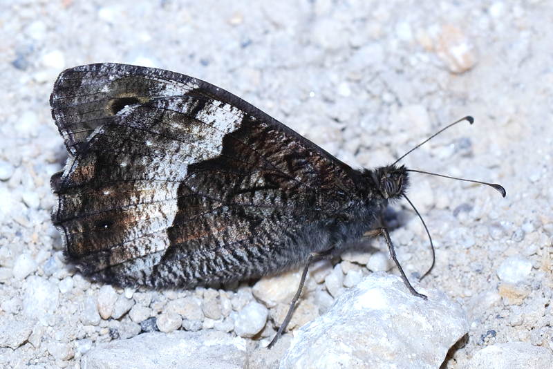 Balkanboswachter, Hipparchia syriaca (BG)