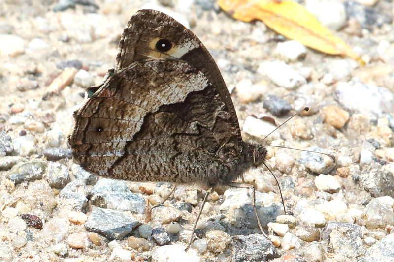 Balkanboswachter, Hipparchia syriaca (BG)