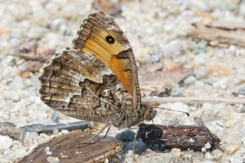 Balkanheivlinder, Hipparchia volgensis (BG)