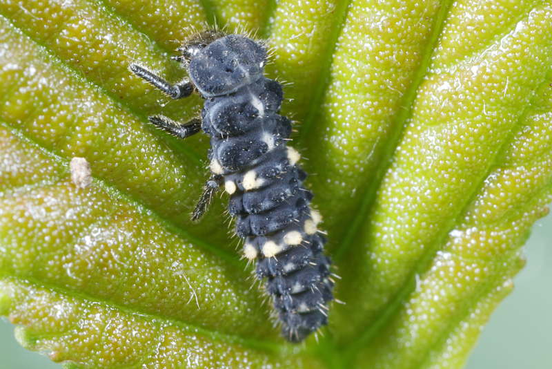 Dertienstippelig lieveheersbeestje, Hippodamia tredecimpunctata, larve