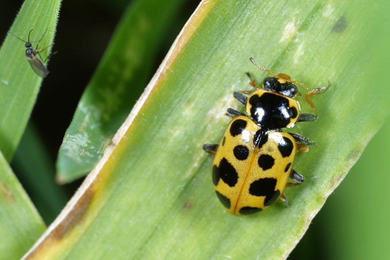 Dertienstippelig lieveheersbeestje, Hippodamia tredecimpunctata