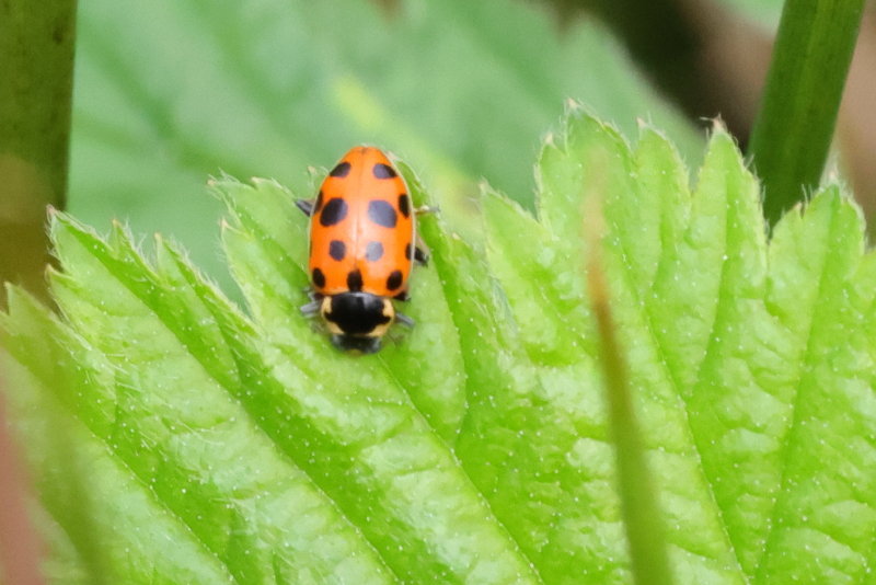 Dertienstippelig lieveheersbeestje, Hippodamia tredecimpunctata