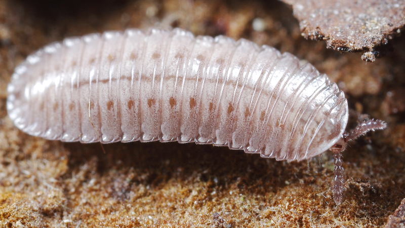 Hirudisoma latum