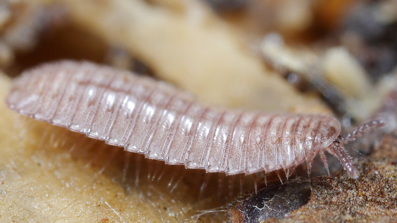 Hirudisoma latum