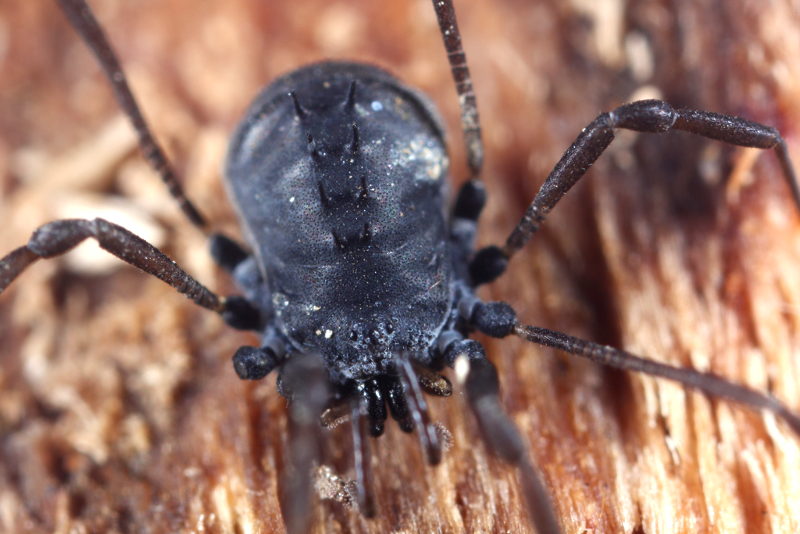 Histricostoma drenskii