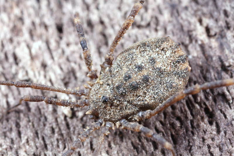 Homalenotus quadridentatus