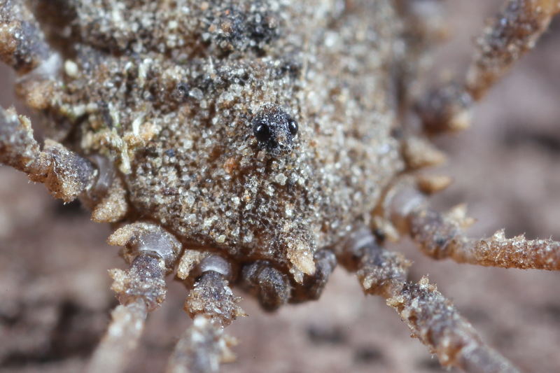 Homalenotus quadridentatus