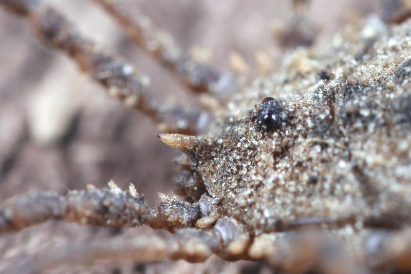 Homalenotus quadridentatus
