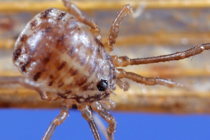 Homalenotus quadridentatus, juvenile 1