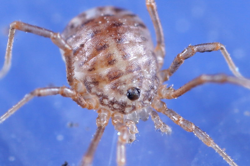 Homalenotus quadridentatus, juvenile 1