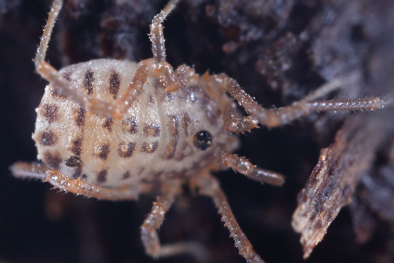 Homalenotus quadridentatus, juvenile 2