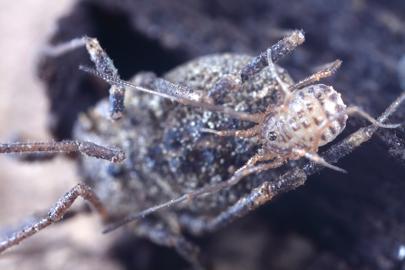 Homalenotus quadridentatus, juvenile 2
