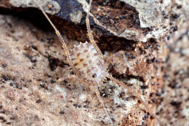 Homalenotus quadridentatus, juvenile 3
