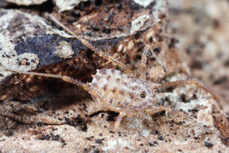 Homalenotus quadridentatus, juvenile 3
