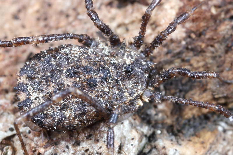 Homalenotus quadridentatus