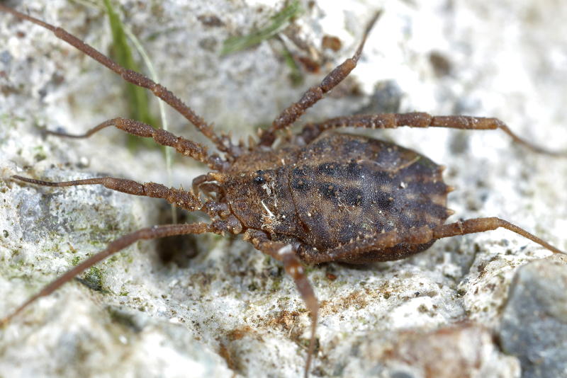 Homalenotus quadridentatus