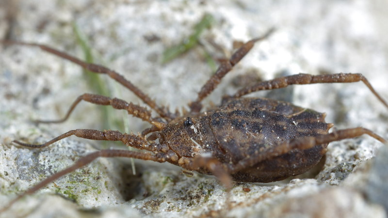 Homalenotus quadridentatus