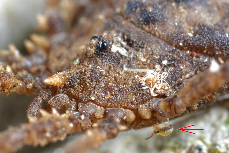 Homalenotus quadridentatus