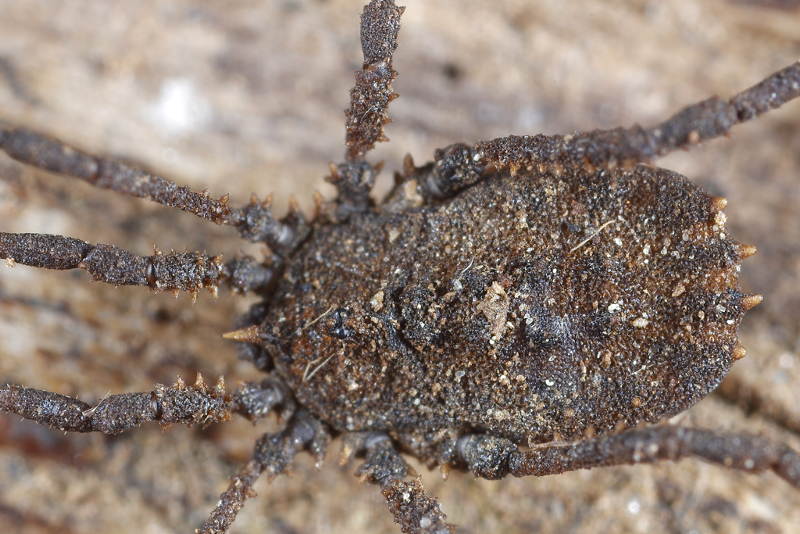 Homalenotus quadridentatus