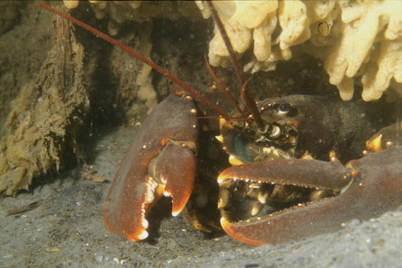 zeekreeft, Homarus gammarus