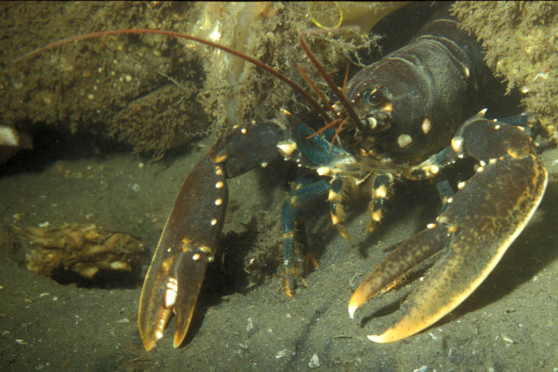 zeekreeft, Homarus gammarus