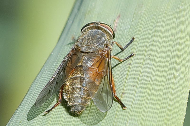 Rosse knobbeldaas, Hybomitra solstitialis ♀