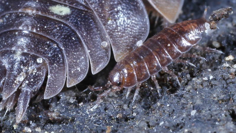 Woodlouse, Hyloniscus riparius