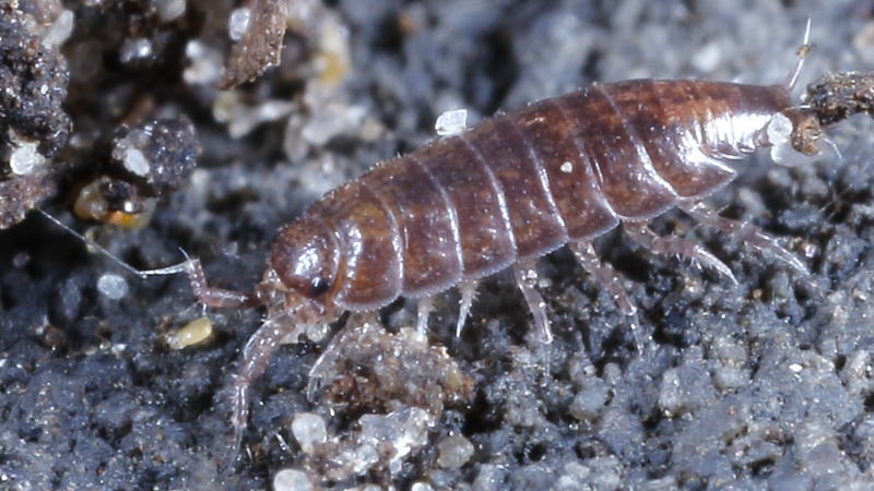 Woodlouse, Hyloniscus riparius