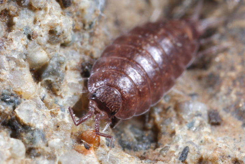 Woodlouse, Hyloniscus riparius