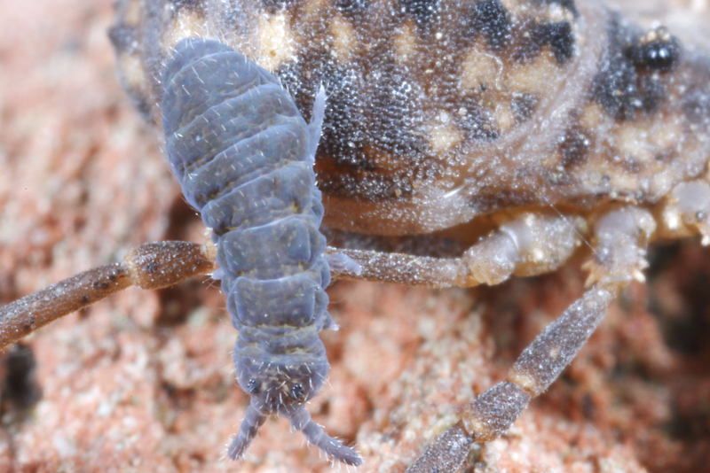 Hypogastrura burkilli