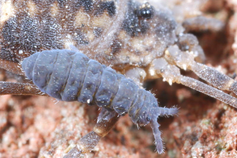 Hypogastrura burkilli