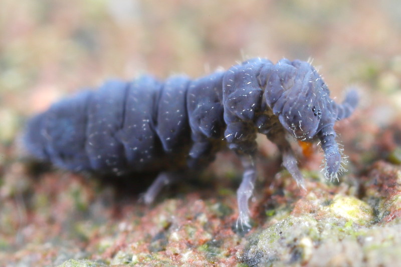 Hypogastrura burkilli