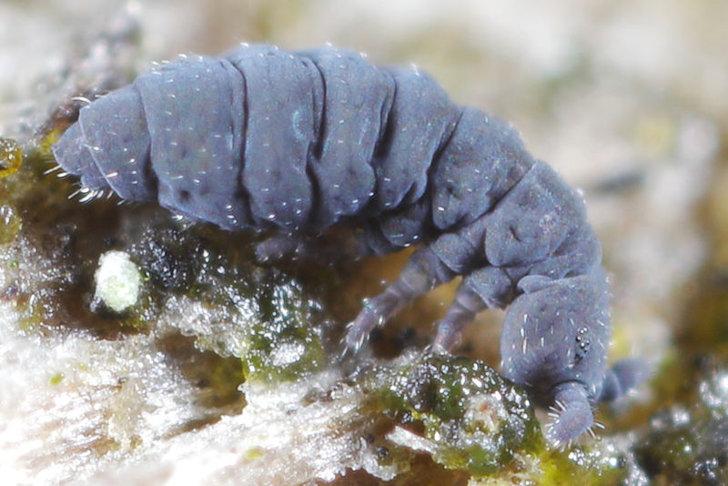 Hypogastrura distincta