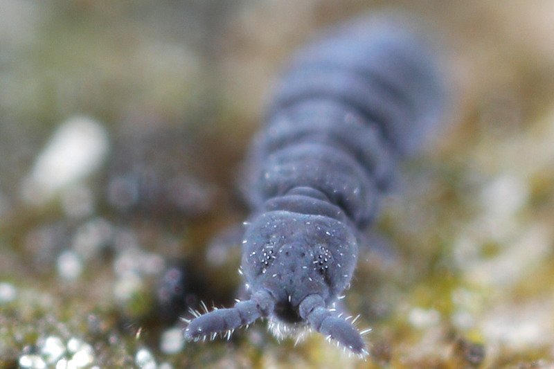Hypogastrura distincta