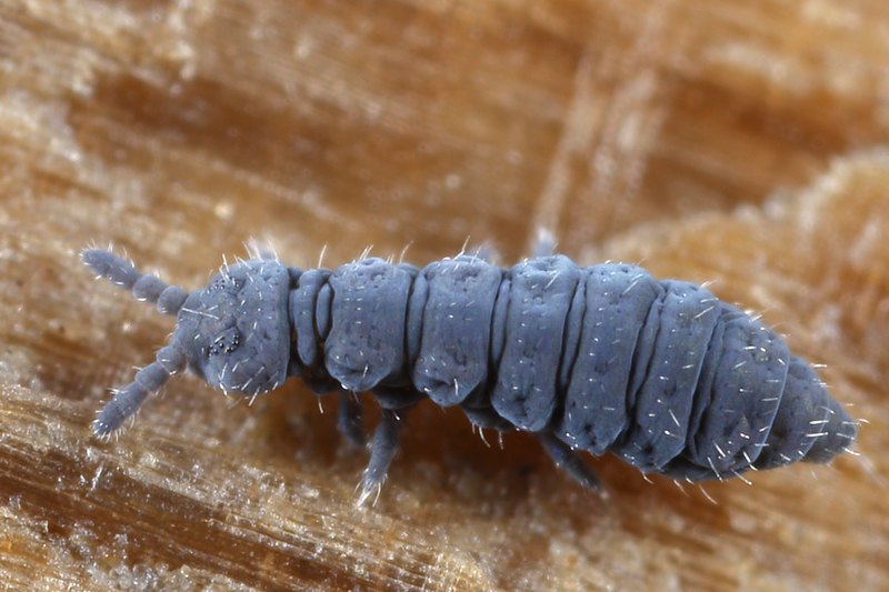 Hypogastrura viatica