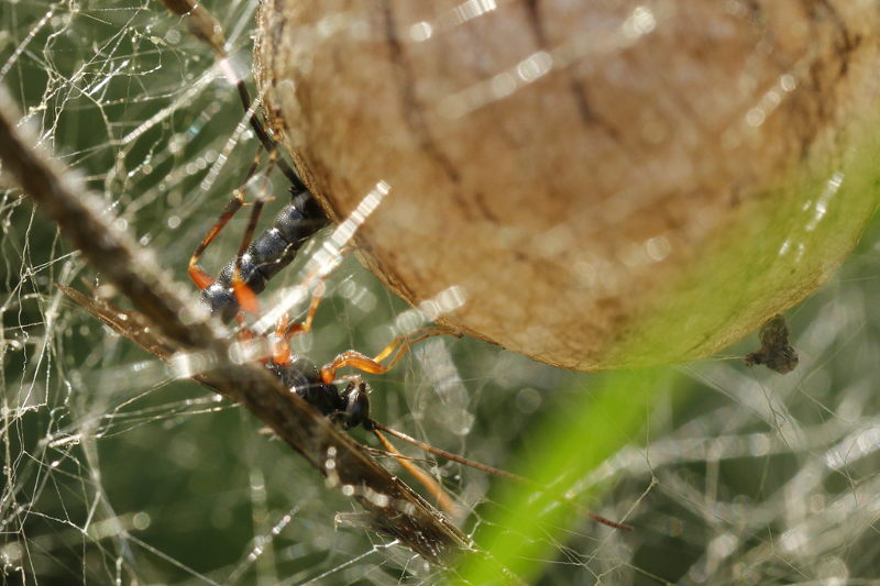 Ichneumon, guêpe parasite ♀