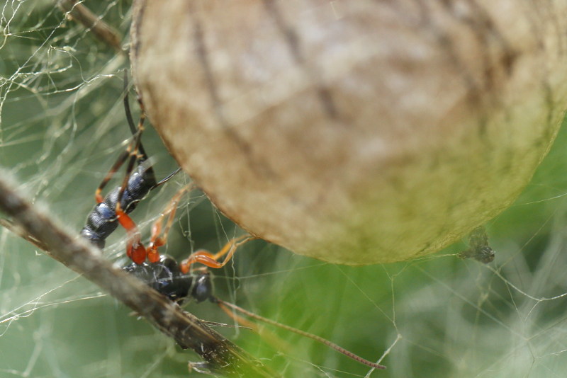 Ichneumon, guêpe parasite ♀