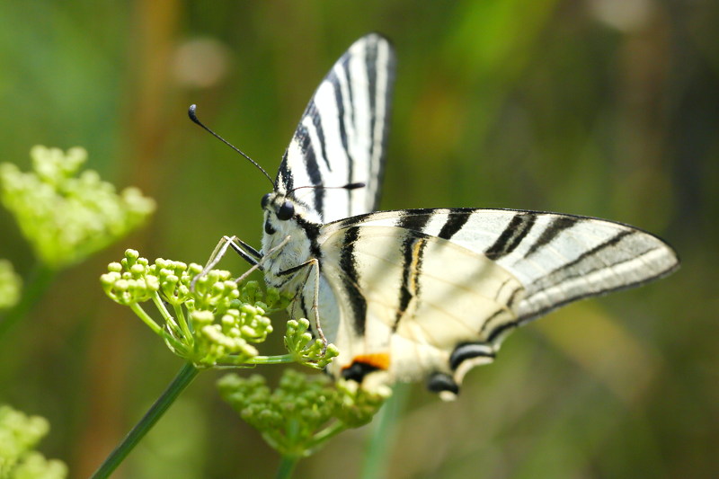 Koningspage, Iphiclides podalirius (SK)