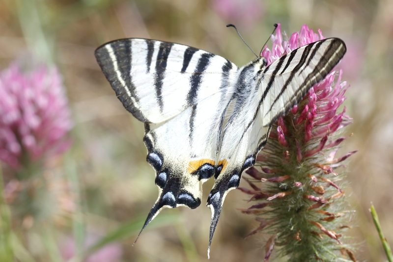 Koningspage, Iphiclides podalirius (BG)