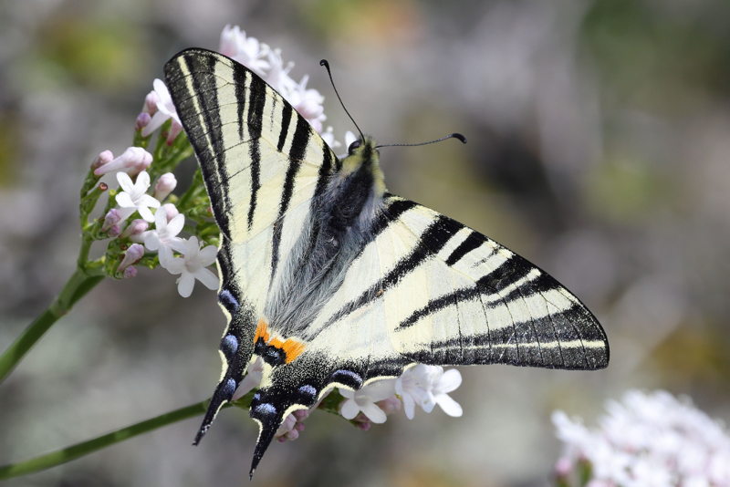 Koningspage, Iphiclides podalirius (GR)