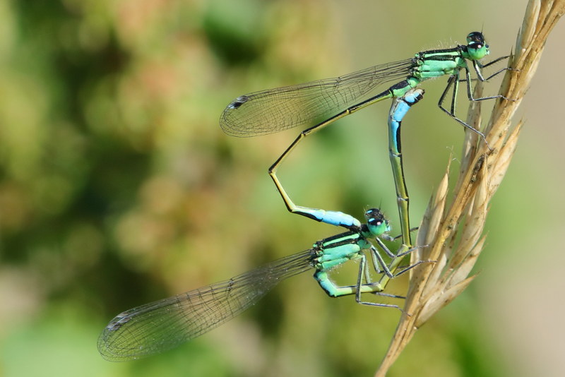 Lantaarntje, Ischnura elegans