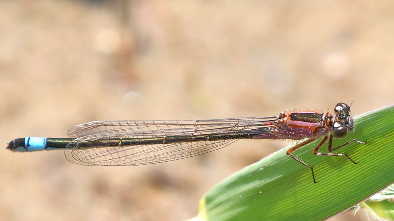 Lantaarntje, Ischnura elegans, jonge ♀